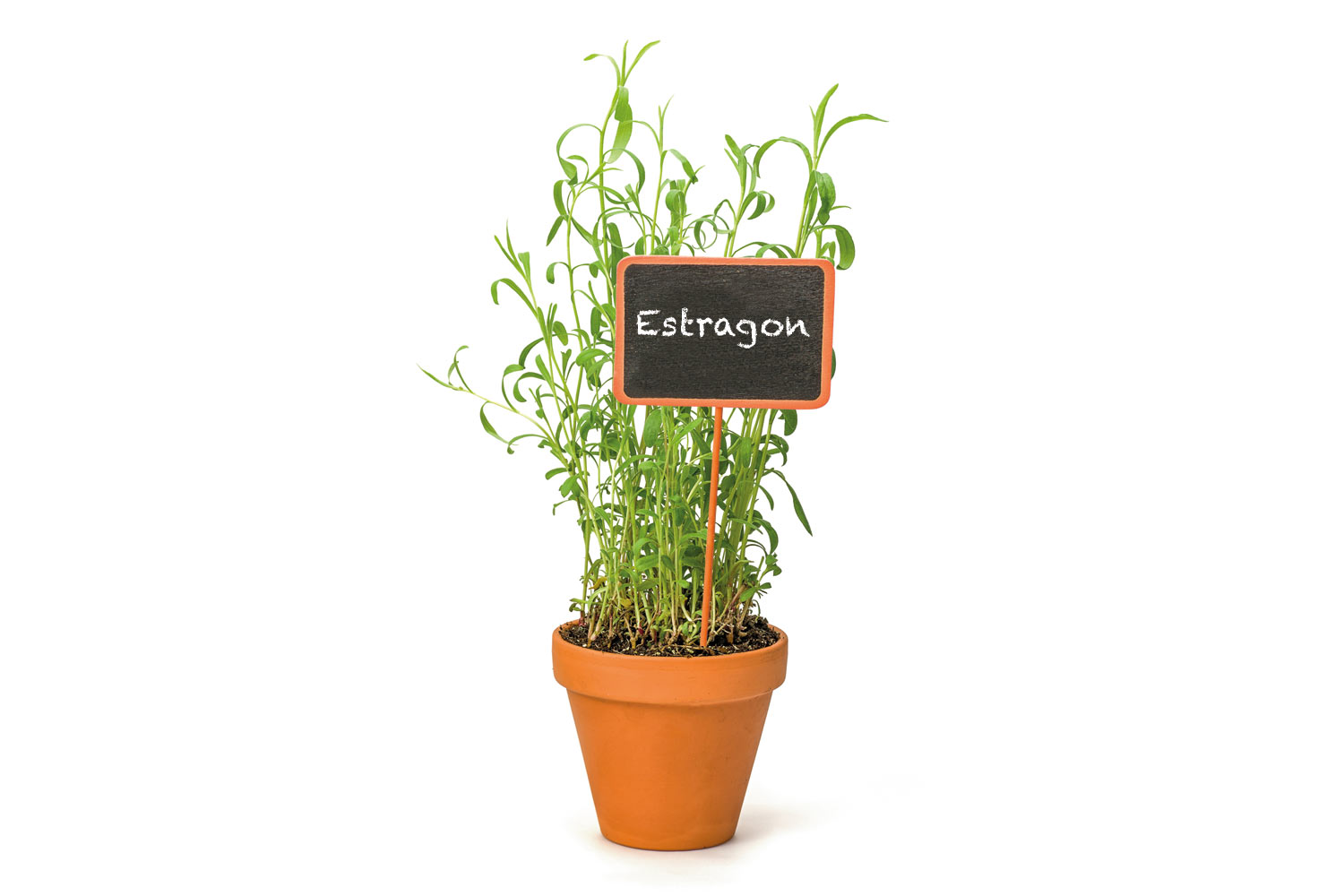 Bio Estragon (Französischer Estragon)