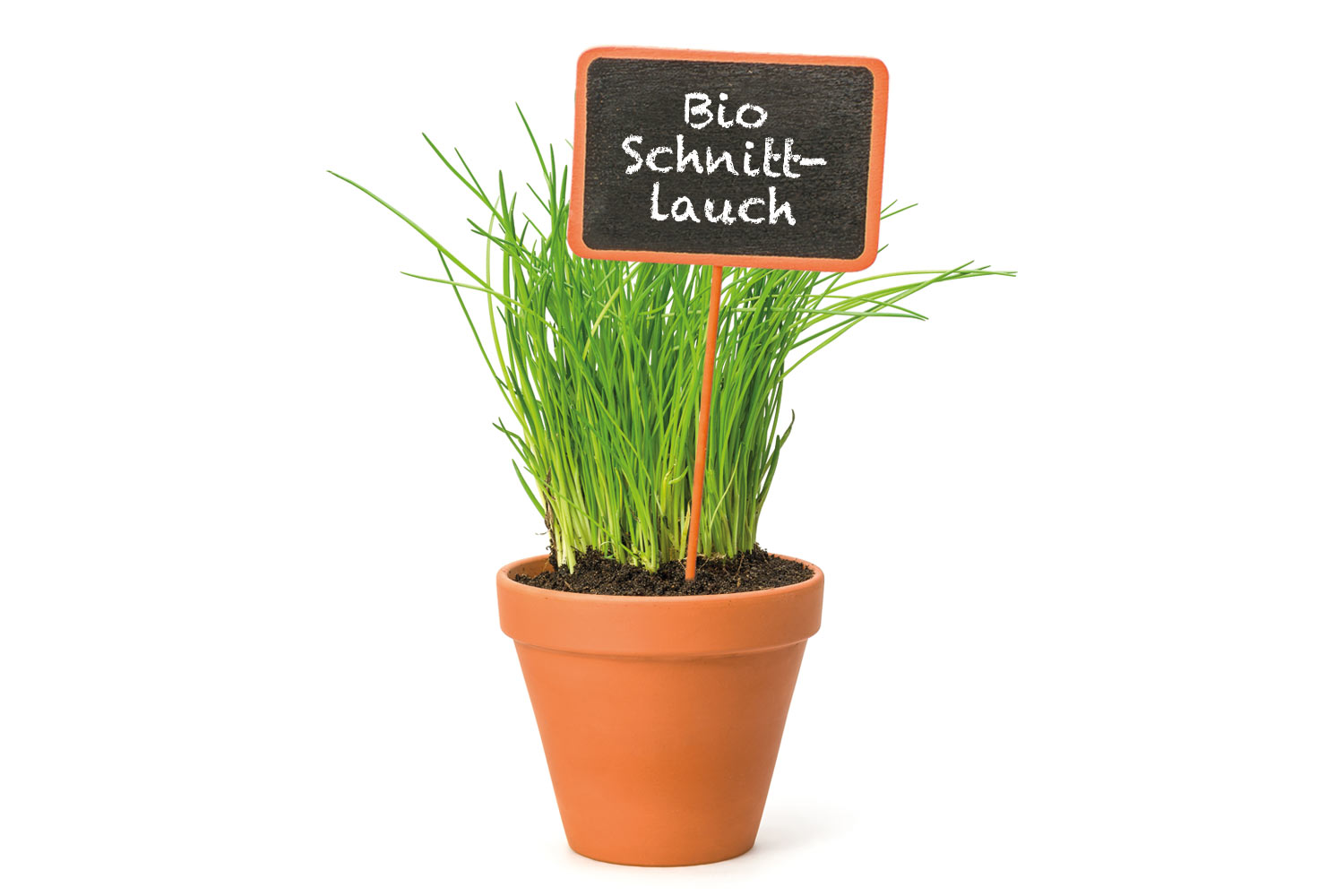 Bio Schnittlauch